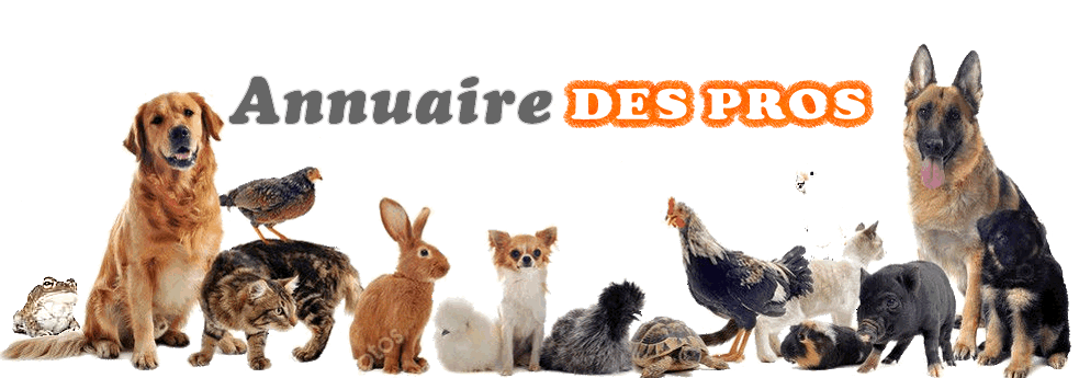Mymemopet Annuaire Pros