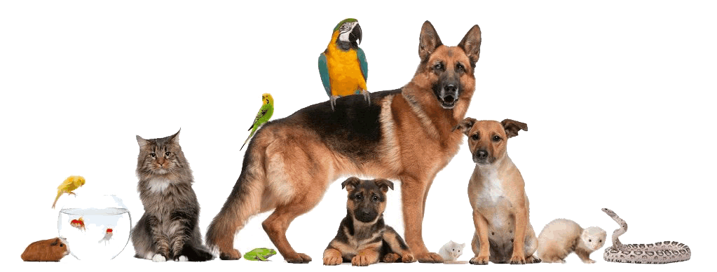 Mymemopet Education